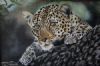 "Leopard"