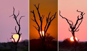 "African Silhouette - Triptych"