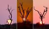 "African Silhouette - Triptych"