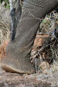 "Elephant"