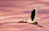 "Saddle-Billed Stork"