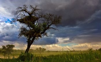 "Kalahari Moods - Approaching Storm"
