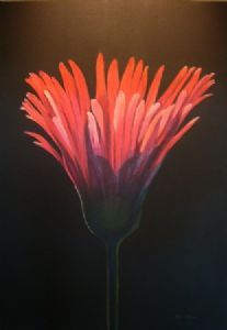 "Barbeton Daisy"