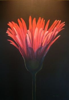 "Barbeton Daisy"