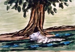 "White Tiger Escaping the Heat"