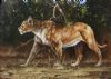 "Lioness Walking"