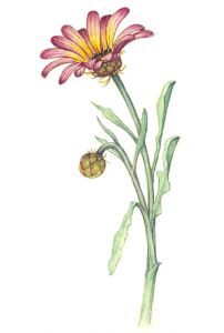 "Stellenbosch Wineland"