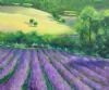 "Lavender field"