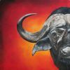 "African Buffalo Up Close and Personal"