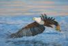 "Fish Eagle"