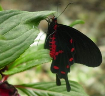 "Suspended Red"