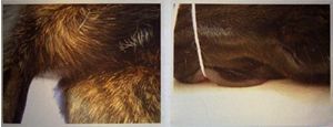 "Dog Diptych"