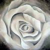 "Stone Rose 1"