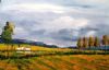 "Canola fields"