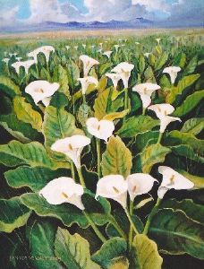 "Cape Scene With Arum Lilies"
