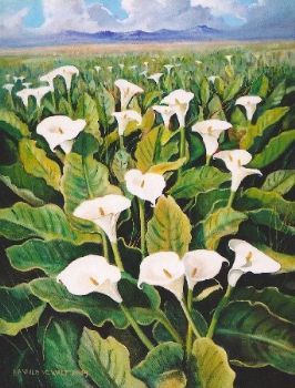 "Cape Scene With Arum Lilies"