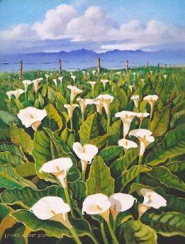 "Wild Arum Lilies in the Boland"