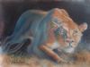 "Curious Lioness"