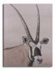 "Gemsbok"
