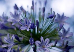 "Agapanthus"