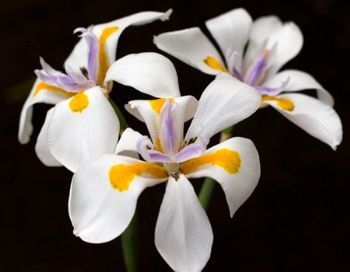"Wild Iris 1"