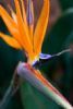 "Strelitzia"