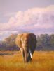 "Amboseli Lord"