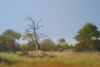 "Bushveld 2"