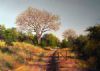 "Bushveld 3"