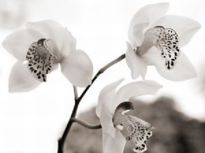 "Orchid 2"