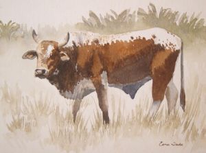 "Nguni 24"