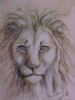 "African lion"