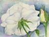 "White Rose"