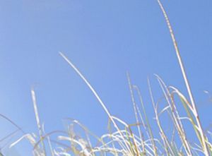 "Grass Series 6"