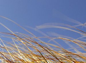 "Grass Series 8"