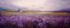 "lavender fields"