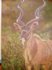 "Kudu bull"