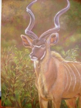 "Kudu bull"