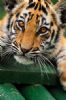 "Tiger Cub #1"