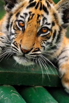 "Tiger Cub #1"