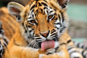 "Tiger Cub #2"