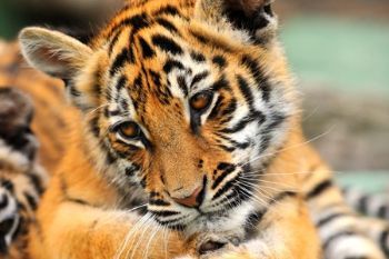 "Tiger Cub #3"