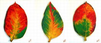 "NUM-NUM LEAVES - SET"