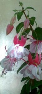 "Fuchsia"
