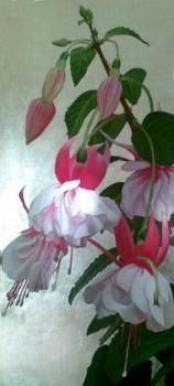 "Fuchsia"