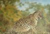 "Leopard"