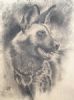 "Wild Dog in Charcoal"