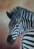 "zebra, head"