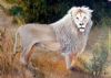 "White Lion"