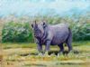 "Black Rhino"